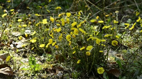 Coltsfoot, medicinal plant in a German forest