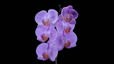 Time-lapse of opening purple Phalaenopsis orchid 5a1 in PNG+ format with alpha transparency channel isolated on black background
