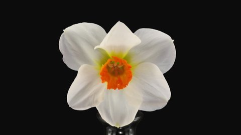 Time-lapse of opening narcissus "Barret Browning" 2a1 in PNG+ format with alpha transparency channel, isolated on black background