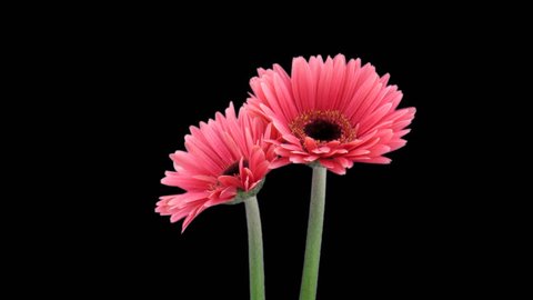 Time-lapse of opening pink gerbera flower 1a1 in PNG+ format with alpha transparency channel isolated on black background.