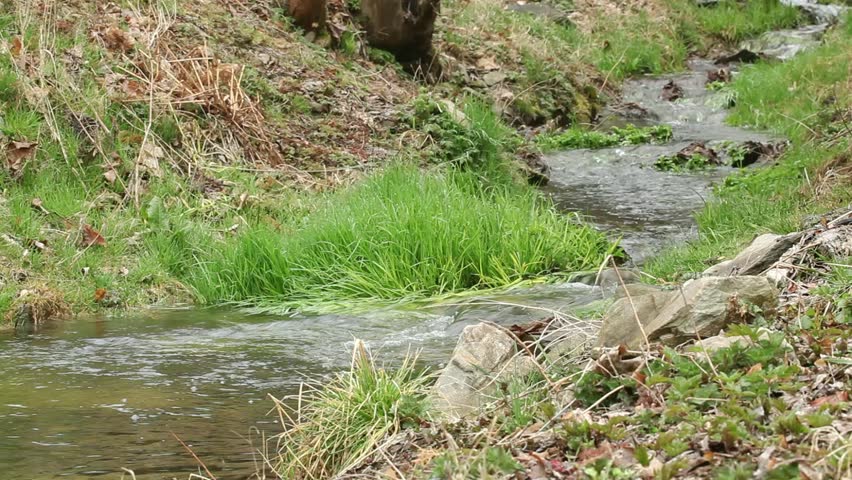 Long water stream in forest