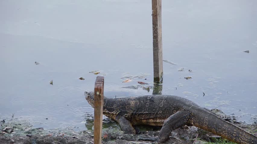 Giant Lizard is crawling into the swamp and swim away
