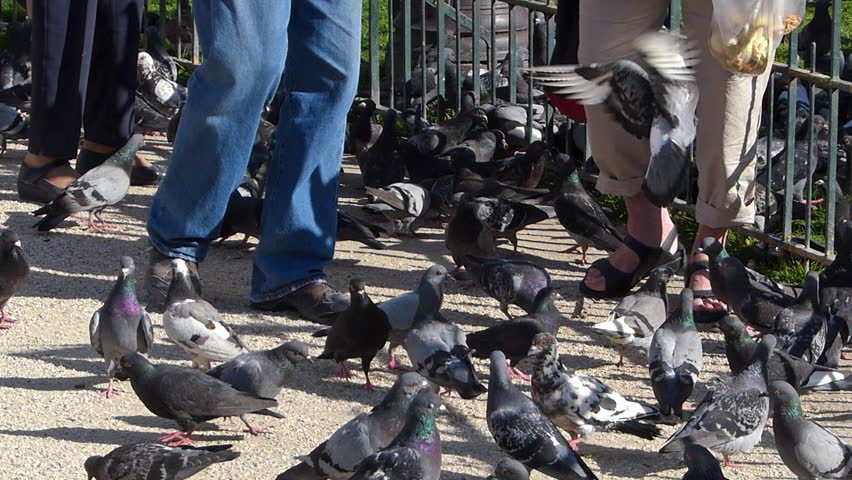 Elderly people feeding pigeons