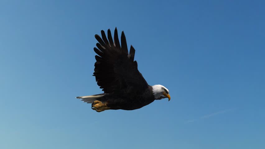 Bald Eagle Flight Close-Up tracking shot | Shutterstock HD Video #5993225