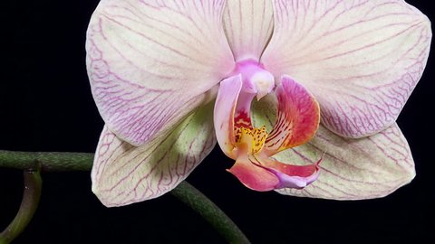 Timelapse of orchid flower blooming on black background close up Stockvideo