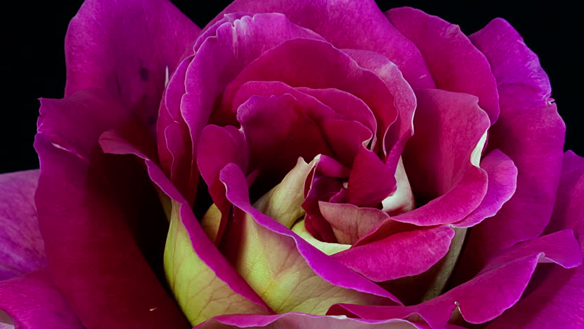 3,520 Yellow Rose Isolated Stock Video Footage - 4K and HD Video Clips |  Shutterstock