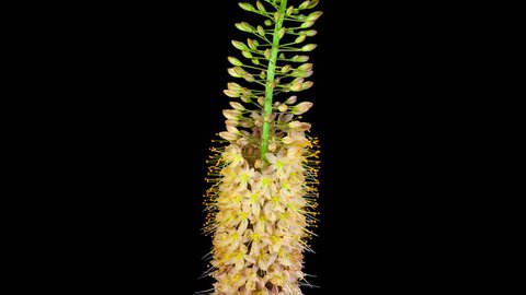 Moving close up timelapse of foxtail lily eremurus flower slowly blooming on black background
