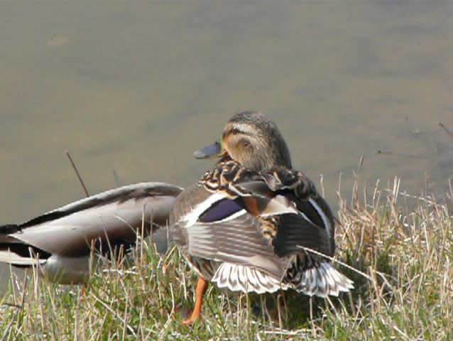 Ducks by the lake