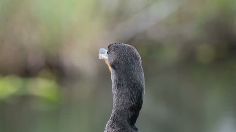 Everglades National Park Cormorant head. The Anhinga Trail.  An International Biosphere Reserve, a World Heritage Site. Everglades are a network of wetlands and forests. Largest mangrove ecosystem.