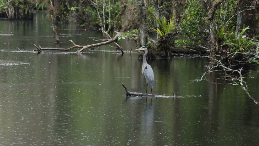 Everglades National Park cypress swamp Great Blue Heron.Tropical wilderness. An International Biosphere Reserve, a World Heritage Site. Everglades are a network of wetlands and forests.