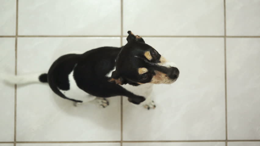 Small terrier dog jumping up to catch a treat that was thrown to it out of mid air.