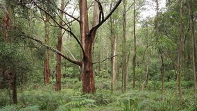 Australian 'Bush' Landscape.
This rainforst landscape is of the temperate rainforest of NSW Australia.