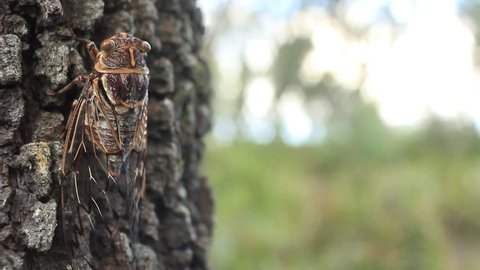 Cicada on tree - Double Drummer (Thopha saccata).
The double drummer, is the largest Australian species of cicada and reputedly the loudest insect in the world.