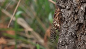 Cicada on tree - Double Drummer (Thopha saccata).
The double drummer, is the largest Australian species of cicada and reputedly the loudest insect in the world.