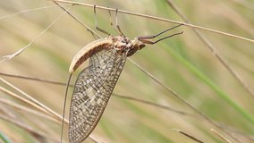 Mayfly Insect Footage.
Mayflies or shadflies are insects belonging to the order Ephemeroptera.