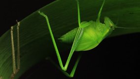 Katydid Insect - Tettigoniidae (2 of 2).
Katydids Insects in the family Tettigoniidae are commonly called katydids or bush-crickets. There are more than 6,400 species.