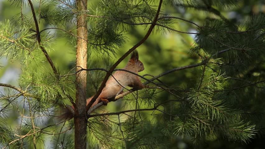 Red Squirrel Displays Tail Wagging Stock Footage Video (100% Royalty ...