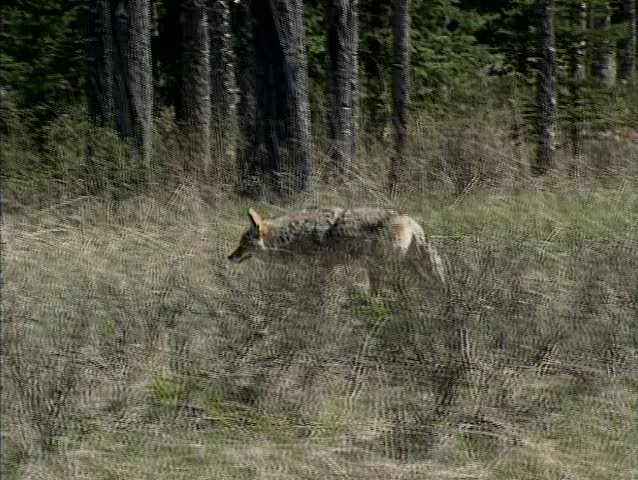 Coyote (canis latrans) trotting along forest edge in early spring - tracking shot. The coyote can be found throughout North and Central America
