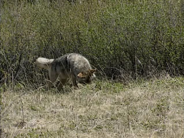 Coyote (canis latrans) catching a prey. The coyote can be found throughout North and Central America, its prey consists primarily of small animals.