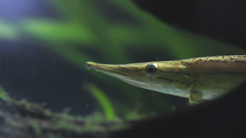 Long nose fish underwater