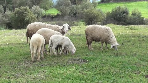 Sheep and lambs are grazing at open range