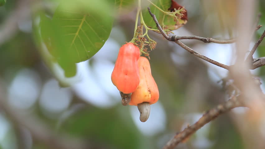 Pick Cashew Fruit Stock Footage Video 100 Royalty Free 6001862