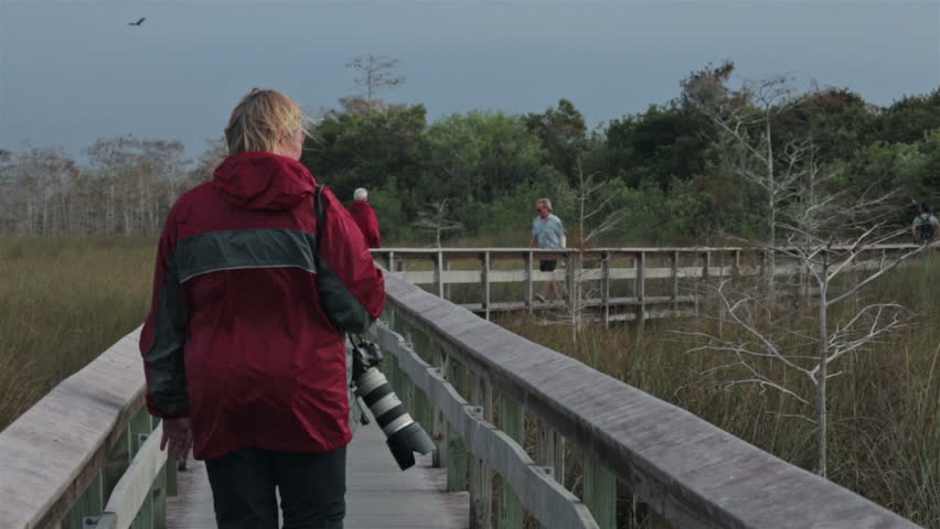 Everglades National Park woman photographer.  Everglades National Park Mangrove boardwalk. Everglades National Park a U.S. National Park in Florida and is the largest tropical wilderness.