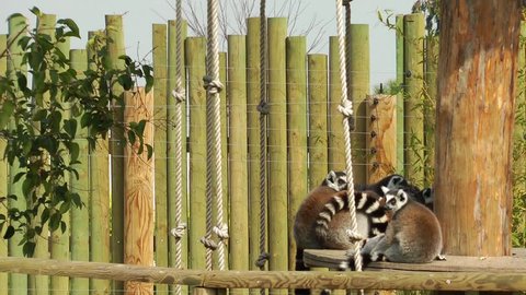 Lemur Family in the Zoo