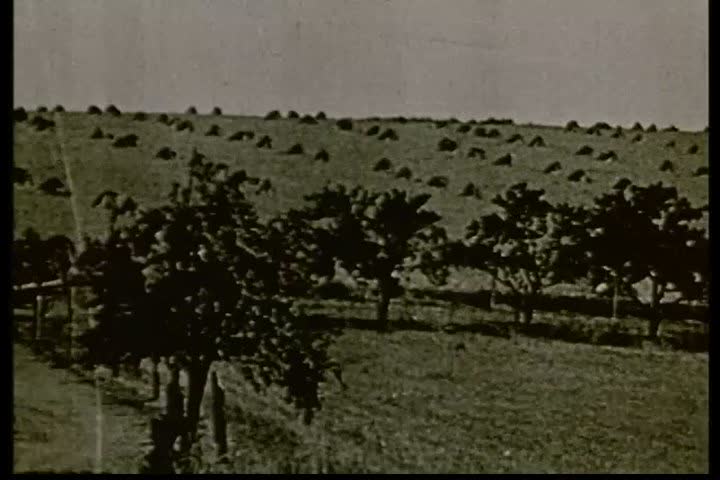 CIRCA 1910s - Farming in America in the 1910s.