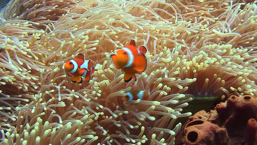 Clownfish Also Known As Anemonefish Stock Footage Video 100 Royalty Free Shutterstock