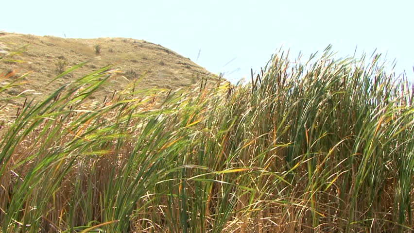 Reeds and Desert Stock Footage Video (100% Royalty-free) 601963 ...