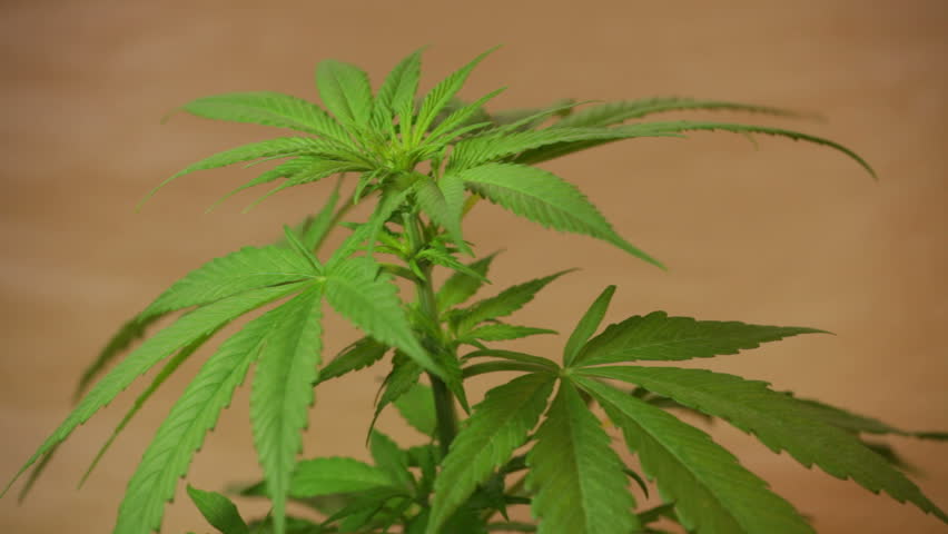 Cannabis Female Plant Moving in Stock Footage Video (100