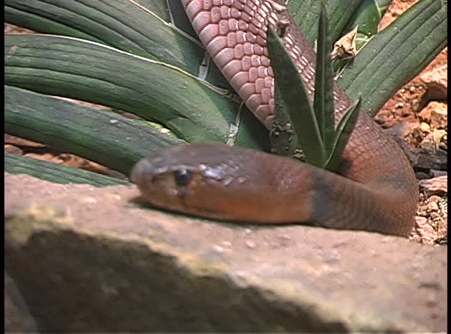 The Red spitting cobra, NTSC