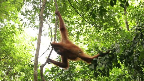 Wild orangutan climbing the vines in the wild jungle of Sumatra, Bukit Lawang.