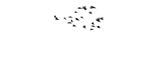 A flock of pigeons flies in a loop around the screen. The flock swoops and dives. Easy to silo or key over other footage or stills.