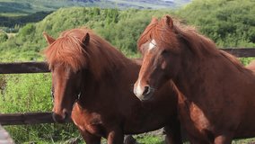 Beautiful scandinavian vibrant summer landscape time-lapse video with icelandic horses near famous lake Myvatn