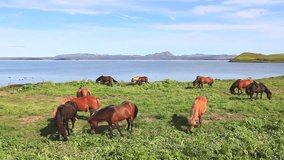 Beautiful scandinavian vibrant summer landscape time-lapse video with icelandic horses near famous lake Myvatn