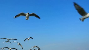 Seagull flying on blue sky in sunshine day at the beach