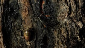 Cicada nymph climbing tree.
In the nymph stage most cicadas looks similar and this footage can be used to represent various cicada species from around the world
