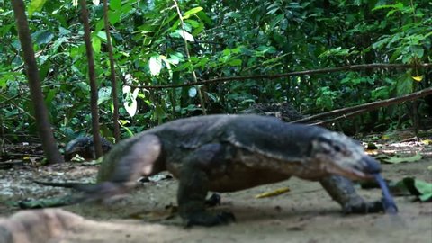 Monitor lizard in jungle on island Palawan