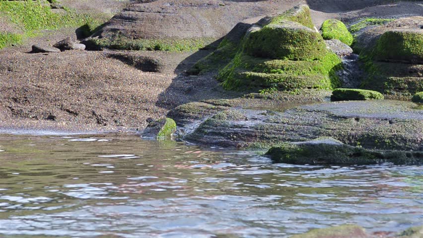 Two Galapagos Sea Lion pups playing in a tide pool at Puerto Egas on Santiago Island in Galapagos National Park, Ecuador.