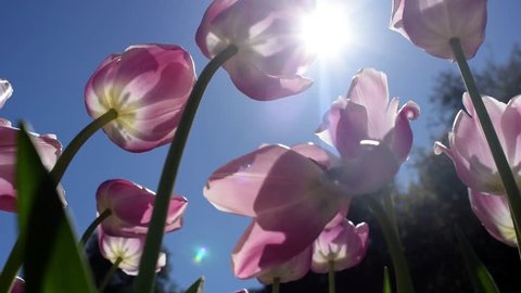 beautiful tulips against bright sunny background