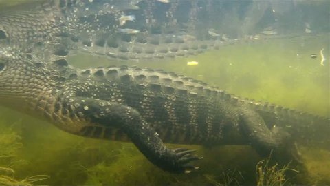 An amazing shot of an alligator swimming underwater.