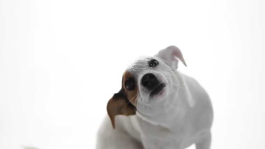 Jack russell licking your screen. Royalty-Free Stock Footage #6033914