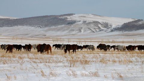 Herd of horses. Winter Pasture.