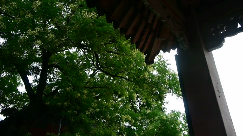 Chinese ancient building eaves under lush green trees,breeze blowing leaves. gh2_02262