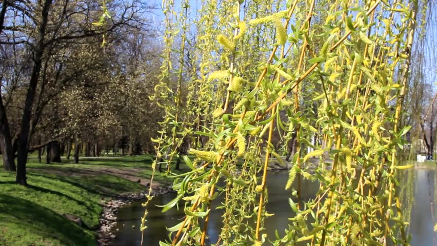 Weeping willow swaying over the pond