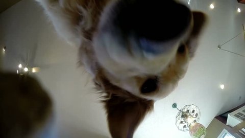 Humorous view from bottom of dog bowl of dry dog food being poured in then eaten. pov.