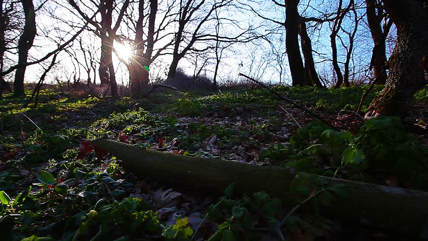 morning in the forest. 4K. FULL HD, 4096x2304.