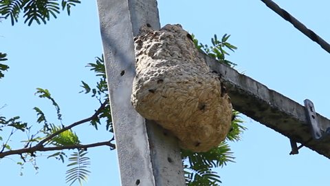 A young Paper Wasp Queen builds a nest to start a new colony.